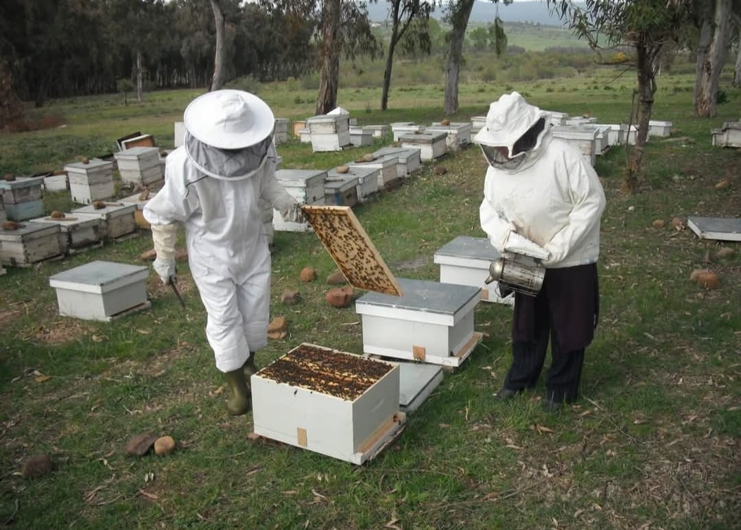 Apiculture